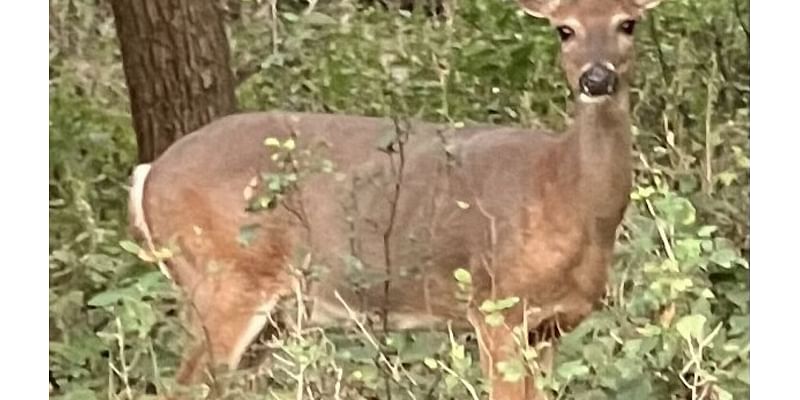 Chicago outdoors: Family and deer, trout opener, and ice fishing