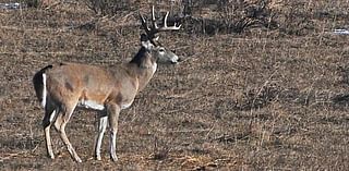 Whitetail buck illegally killed, left to waste south of Havre