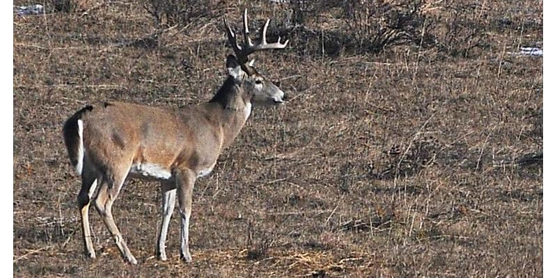 Whitetail buck illegally killed, left to waste south of Havre