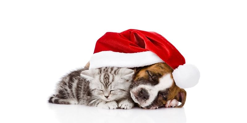 Pet Photos With Santa In Newark: Benefit Will Boost Animal Shelter