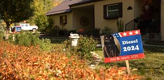 'Keep it civil': Cat campaign signs in Billings neighborhood hold important reminder during elections