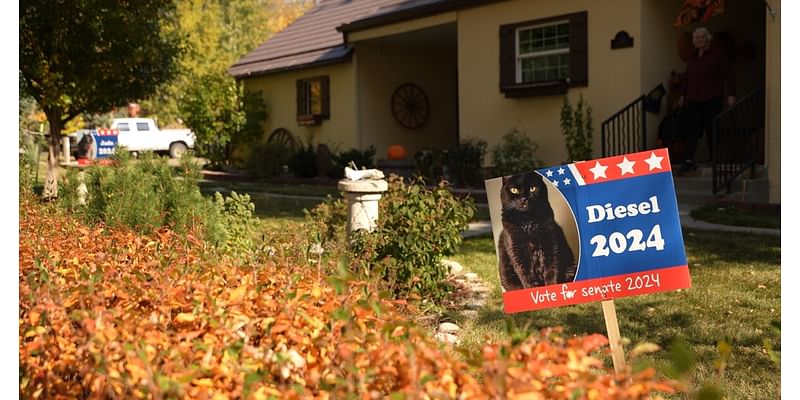 'Keep it civil': Cat campaign signs in Billings neighborhood hold important reminder during elections