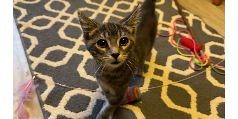 CNY Cat Coalition seeing overload of stray cats