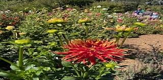 Napa County Master Gardeners: Budding inspiration at former Bourn-Roth estate