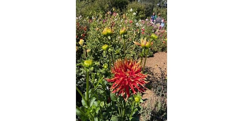 Napa County Master Gardeners: Budding inspiration at former Bourn-Roth estate