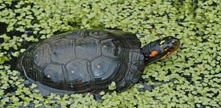 DWR: Spotted turtles destined for overseas markets returned to Virginia