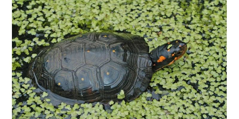 DWR: Spotted turtles destined for overseas markets returned to Virginia