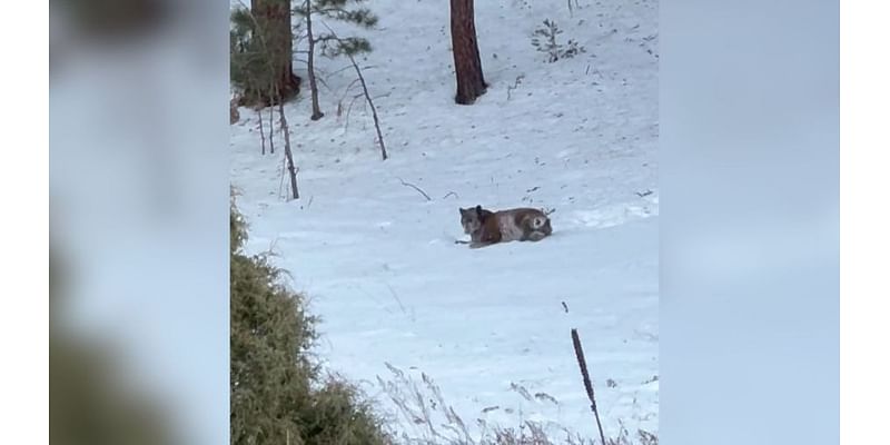 VIDEO: Black Bear plays in the snow in northern New Mexico