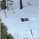 VIDEO: Black Bear plays in the snow in northern New Mexico