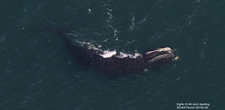 An endangered right whale was seen doing something "surprising" in Cape Cod Bay, scientists say