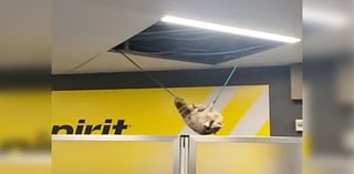 Raccoon drops from ceiling at LaGuardia Airport and goes on the run