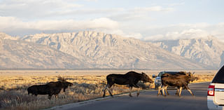 SNAPPED: Moose stop traffic