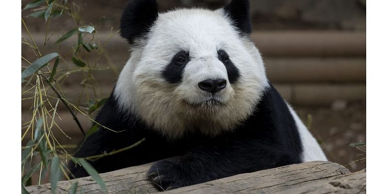 Zoo Atlanta to say goodbye to giant pandas in October