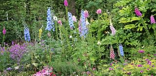 Your own rhapsody in blue: Delphiniums are loved by the king - here's how to share his great passion