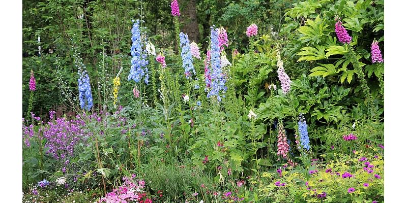 Your own rhapsody in blue: Delphiniums are loved by the king - here's how to share his great passion