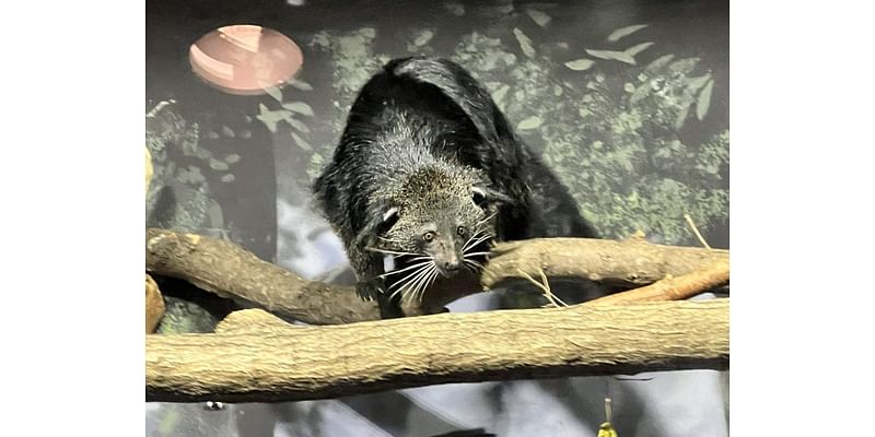 ‘First of her kind’ creature introduced to Louisville Zoo