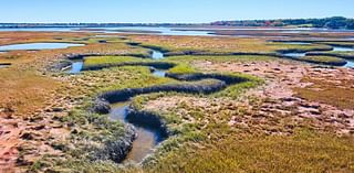 Community faces ongoing battle to save beloved marsh: 'We need to do more to protect it'