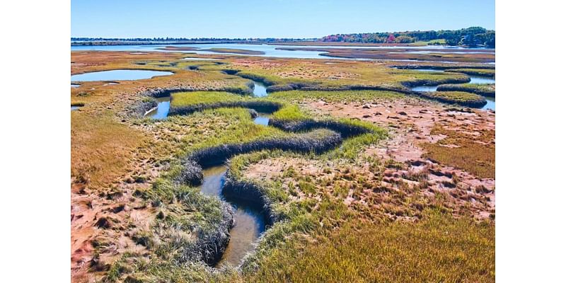 Community faces ongoing battle to save beloved marsh: 'We need to do more to protect it'