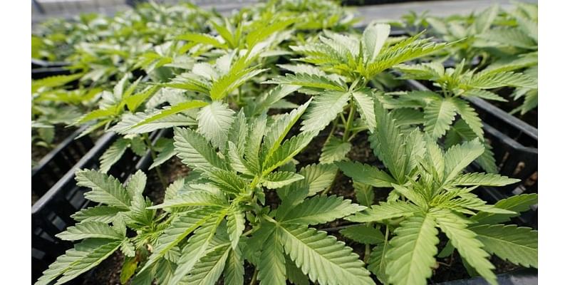 Bastrop, Lockhart to vote on marijuana decriminalization