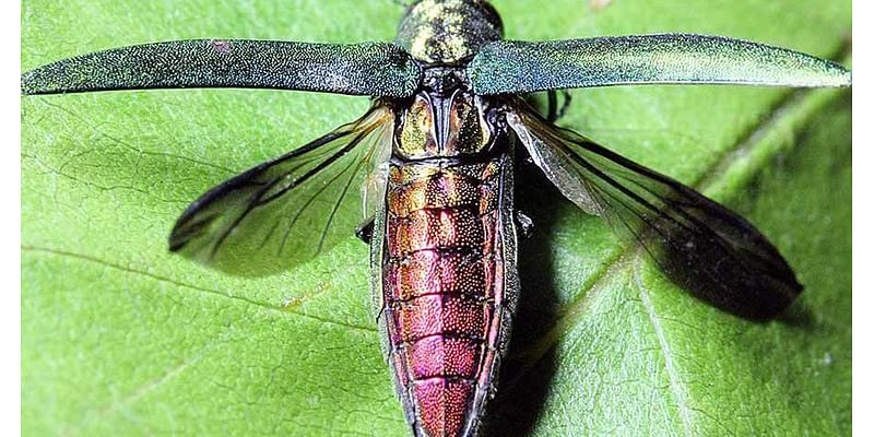 Emerald ash borer detected in Brookings Co.