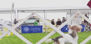 Heads up dog lovers! Superior Dog Show has begun