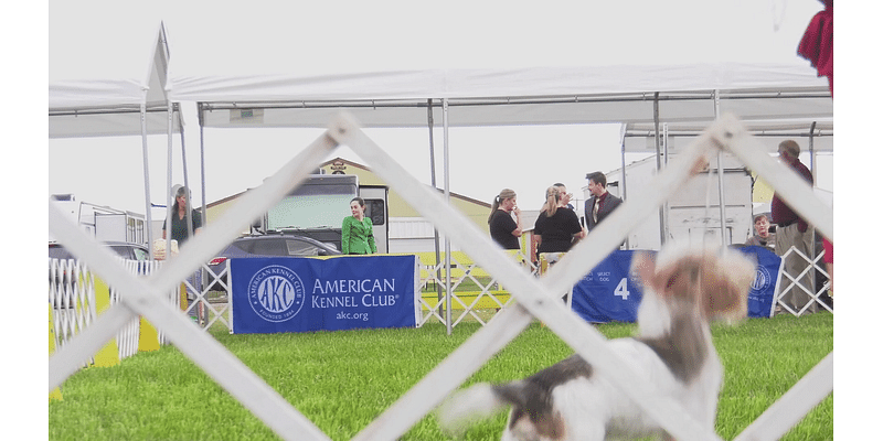 Heads up dog lovers! Superior Dog Show has begun