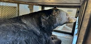 CPW relocates “chonker” black bear from Durango