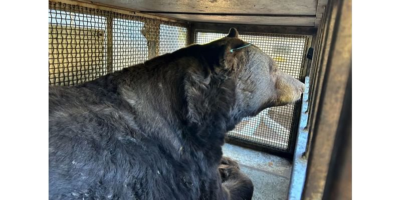 CPW relocates “chonker” black bear from Durango