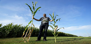 How Miniature Crops Could Transform Midwest Farming Amid Climate Challenges