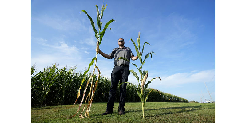 How Miniature Crops Could Transform Midwest Farming Amid Climate Challenges