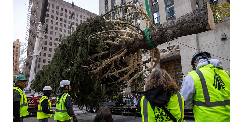 Haul out the holly! Rockefeller Center Christmas Tree arrives in New York City