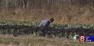 Connecticut farms feeling impact of drought