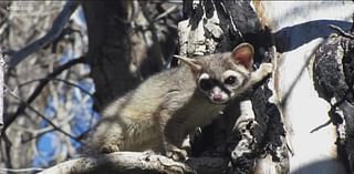 Rare sighting caught on camera at Texas state park