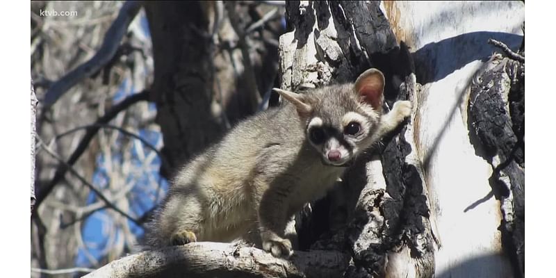 Rare sighting caught on camera at Texas state park