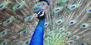 City taking steps to protect free-roaming peacocks and peahens in SA neighborhoods