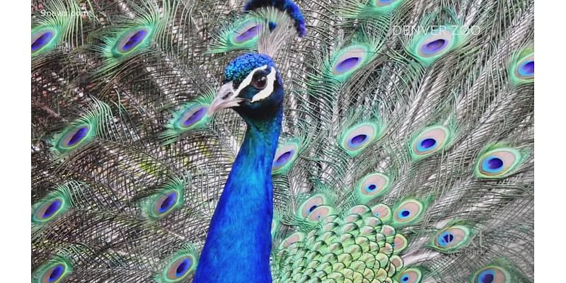 City taking steps to protect free-roaming peacocks and peahens in SA neighborhoods