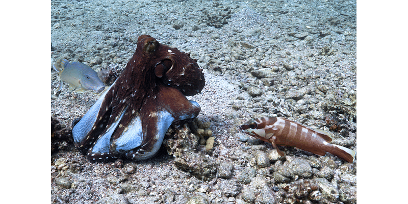 Underwater Allies: Octopuses and Fish Join Forces to Hunt for Prey