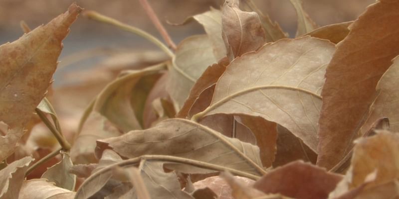 Experts recommend leaving leaves on yard for winter