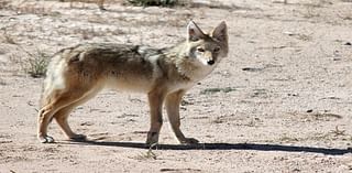 Why you might see coyotes in your neighborhood this winter?