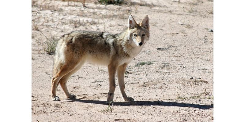 Why you might see coyotes in your neighborhood this winter?