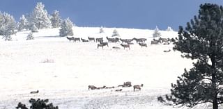 Volunteer elk spotters needed to track herd on Mount Jumbo over winter