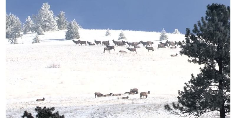 Volunteer elk spotters needed to track herd on Mount Jumbo over winter