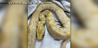 Animal control looking for owner of yellow python found in Brighton - Boston News, Weather, Sports