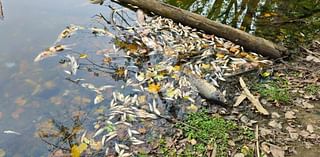 Lansing and EGLE find detergent likely to blame for hundreds of dead fish in park pond