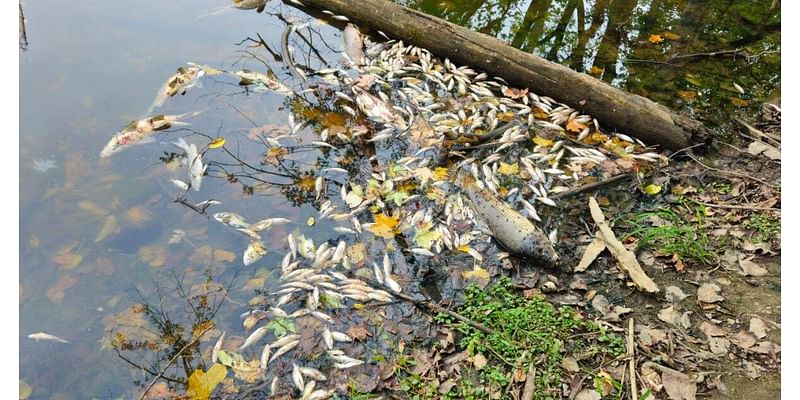 Lansing and EGLE find detergent likely to blame for hundreds of dead fish in park pond