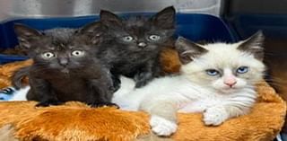 Over 100 cats rescued in Brinnon are now adoptable