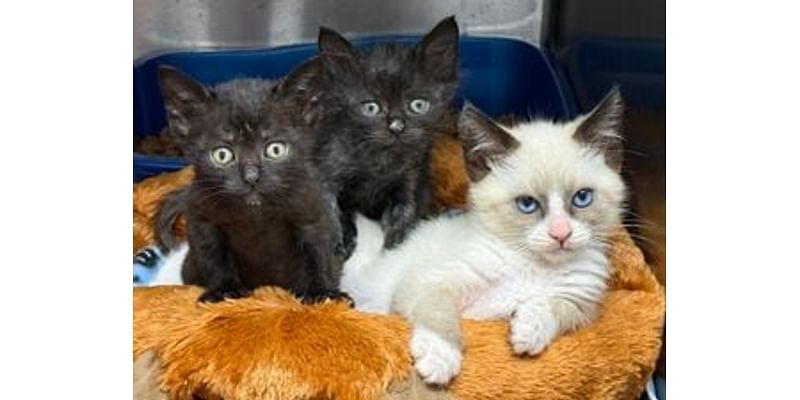 Over 100 cats rescued in Brinnon are now adoptable