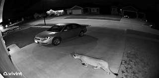 Nebraska Sheriff's Advice After Mountain Lion Seen in Town