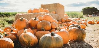 LIST: 2024 pumpkin patches in the Austin area