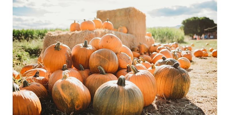 LIST: 2024 pumpkin patches in the Austin area